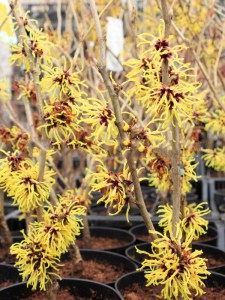 Oczar  złotożółty (Hamamelis) Westerstede c4 zdjęcie 5