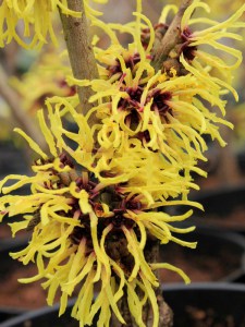 Oczar  złotożółty (Hamamelis) Westerstede c4 zdjęcie 2