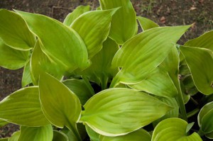 Funkia (Hosta) Winter Snow zdjęcie 4