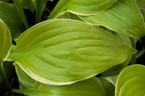 Funkia (Hosta) Winter Snow zdjęcie 5