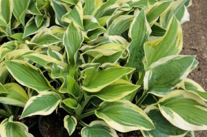 Funkia (Hosta) Saint Elmo's Fire zdjęcie 5