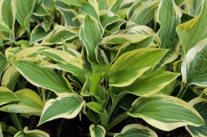 Funkia (Hosta) Saint Elmo's Fire zdjęcie 6