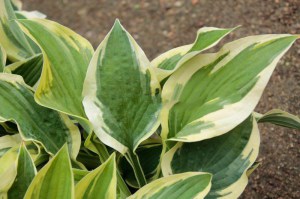 Funkia (Hosta) Saint Elmo's Fire zdjęcie 7