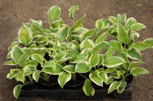 Funkia (Hosta) Brim Cup zdjęcie sadzonki