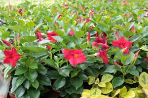 Sandewilla (Sundaville, dipladenia) Classic Red zdjęcie 6