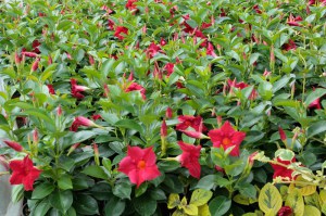 Sandewilla (Sundaville, dipladenia) Classic Red zdjęcie 7