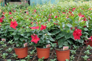Sandewilla (Sundaville, dipladenia) Classic Red zdjęcie sadzonki