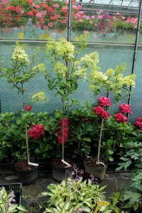 Hortensja bukietowa (Hydrangea paniculata) Diamantino na pniu zdjęcie sadzonek 1