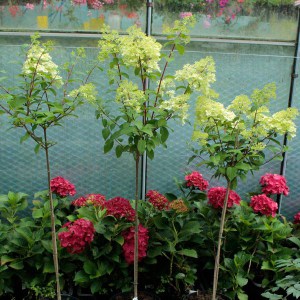 Hortensja bukietowa (Hydrangea paniculata) Diamantino na pniu zdjęcie 1