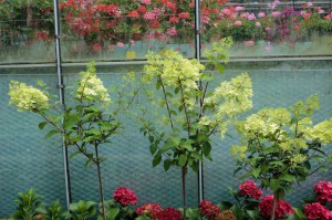Hortensja bukietowa (Hydrangea paniculata) Diamantino na pniu zdjęcie sadzonek 2