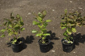 Krzewuszka (Weigela) Wings of Fire sadzonka zdjęcie 9