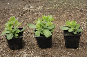 Rozchodnik ogrodowy (Sedum hybridum) Matrona zdjęcie sadzonki
