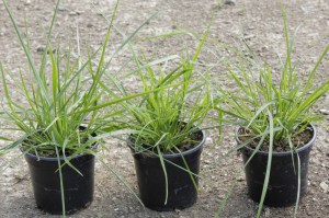 Trawa rozplenica japońska piórkówka (Pennisetum alopecuroides) zdjęcie sadzonki