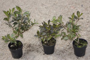 Krzewuszka (Weigela) Black And White sadzonka zdjęcie 7