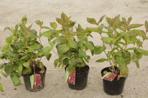 Krzewuszka (Weigela) Wings of Fire c3 zdjęcie sadzonki