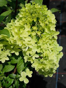 Hortensja bukietowa (Hydrangea paniculata) Diamantino na pniu zdjęcie 3