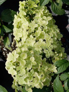 Hortensja bukietowa (Hydrangea paniculata) Diamantino na pniu zdjęcie 4