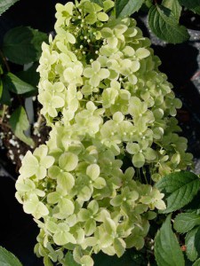Hortensja bukietowa (Hydrangea paniculata) Diamantino c3 zdjęcie 5