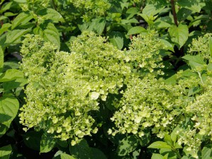Hortensja bukietowa (Hydrangea paniculata) Bobo c2 zdjęcie 5