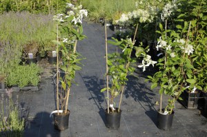 Hortensja bukietowa (Hydrangea) Great Star syn. Le Wasterival c2 zdjęcie sadzonki