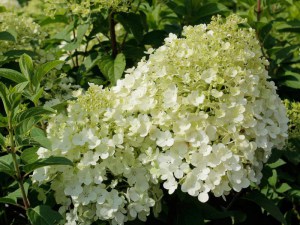 Hortensja (Hydrangea paniculata) Bobo na pniu c5 zdjęcie 4