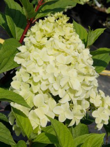 Hortensja bukietowa (Hydrangea paniculata) Diamantino na pniu zdjęcie 5