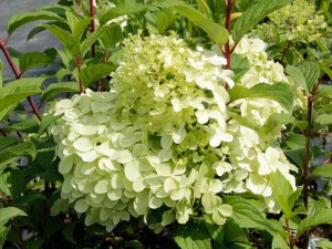 Hortensja bukietowa (Hydrangea paniculata) Diamantino na pniu zdjęcie 2