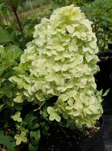 Hortensja bukietowa (Hydrangea paniculata) Diamantino na pniu zdjęcie 6