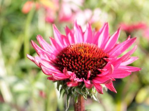Jeżówka purpurowa (Echinacea) Fatal Attraction zdjęcie 2