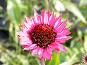 Jeżówka purpurowa (Echinacea) Fatal Attraction zdjęcie 3