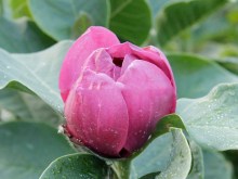 Magnolia Black Tulip rewelacyjna c4 zdjęcie 4