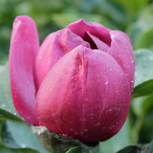 Magnolia Black Tulip c4 drzewo zdjęcie 1