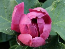 Magnolia Black Tulip rewelacyjna c4 zdjęcie 5