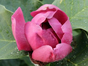 Magnolia Black Tulip c4 drzewo zdjęcie 7