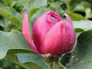 Magnolia Black Tulip c4 drzewo zdjęcie 6