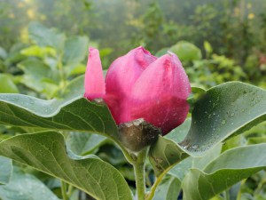 Magnolia Black Tulip rewelacyjna c4 zdjęcie 6