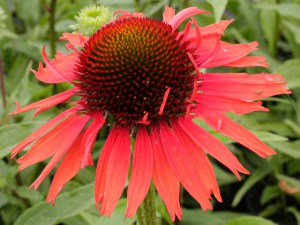 Jeżówka purpurowa (Echinacea) Hot Lava zdjęcie 3