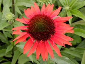 Jeżówka purpurowa (Echinacea) Hot Lava zdjęcie 4