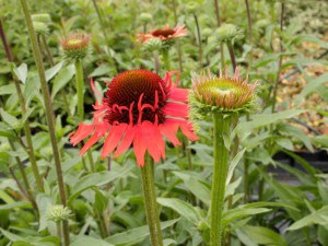 Jeżówka purpurowa (Echinacea) Hot Lava zdjęcie 5