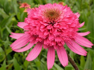 Jeżówka purpurowa (Echinacea) Southern Belle zdjęcie 4