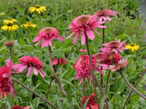 Jeżówka purpurowa (Echinacea) Southern Belle zdjęcie 5