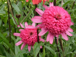 Jeżówka purpurowa (Echinacea) Southern Belle zdjęcie 6