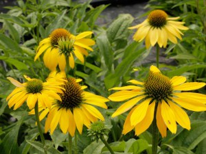 Jeżówka purpurowa (Echinacea) Leilani zdjęcie 2