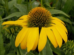 Jeżówka purpurowa (Echinacea) Leilani zdjęcie 3