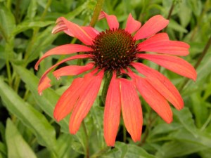 Jeżówka (Echinacea) Tomato Soup zdjęcie 4