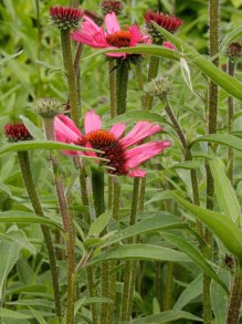 Jeżówka purpurowa (Echinacea) Pink Passion zdjęcie 3