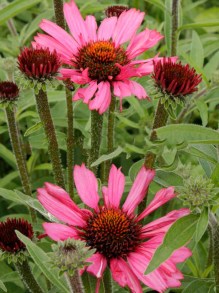 Jeżówka purpurowa (Echinacea) Pink Passion zdjęcie 2