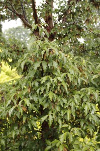 Klon strzępiastokory, cynamonowy (Acer griseum) c4 zdjęcie 2