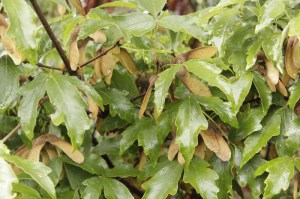 Klon strzępiastokory, cynamonowy (Acer griseum) c4 zdjęcie 3