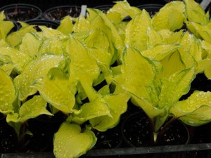 Funkia (Hosta) Paradise Islands zdjęcie 2